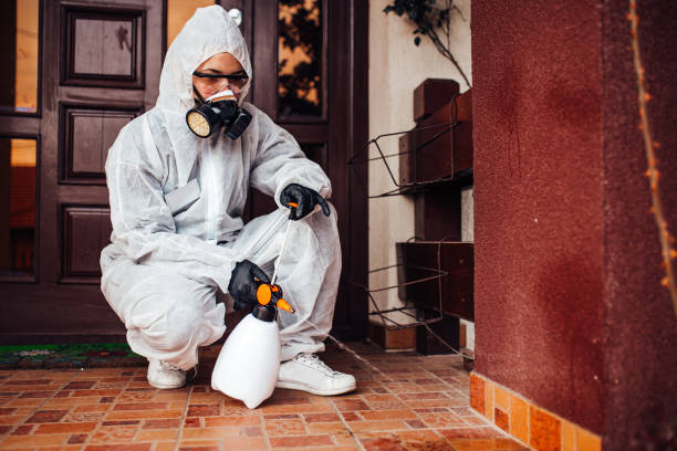 Reliable Wasp Removal contractor in Weldon, CA by Show Me Pest Control